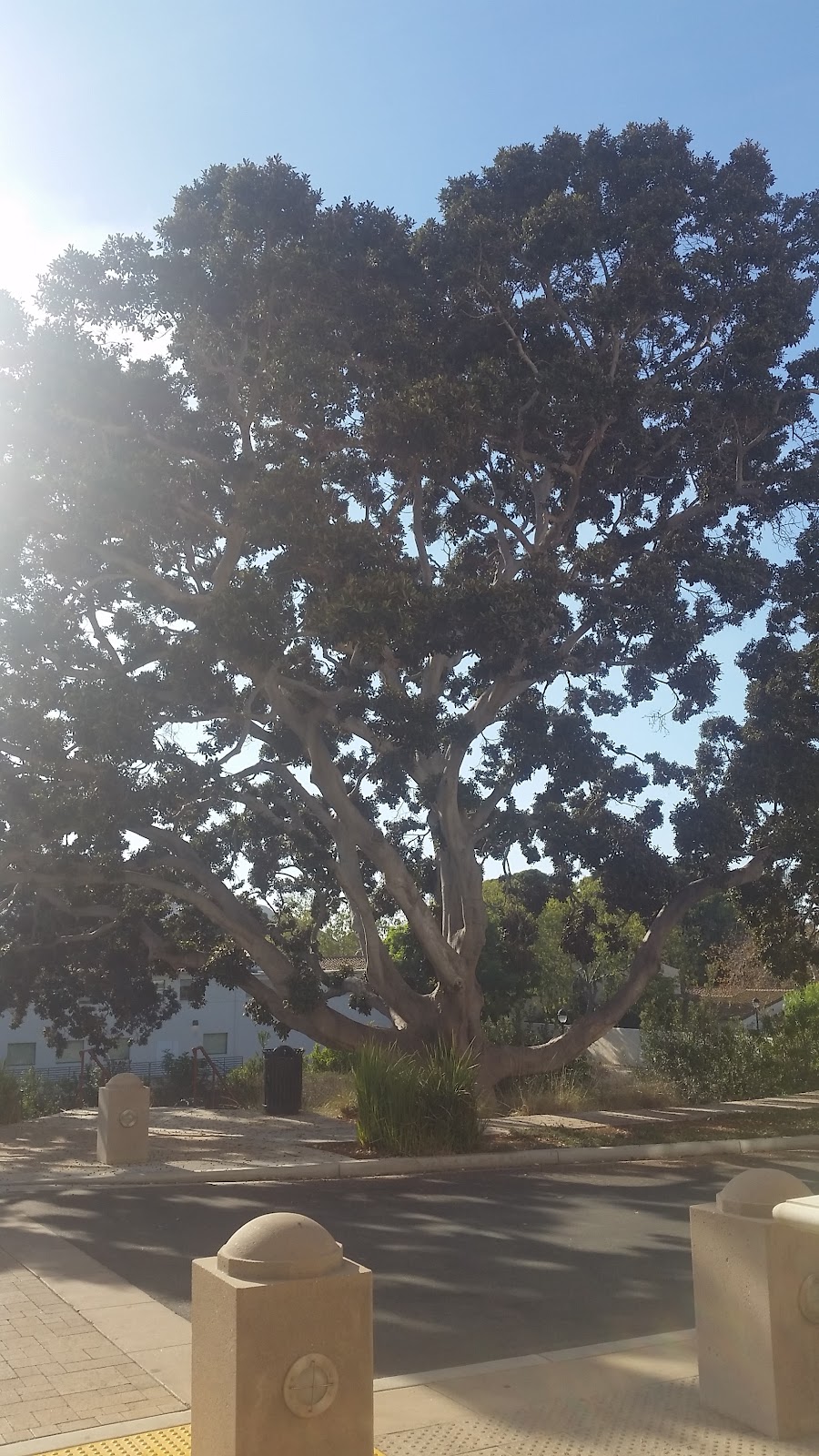 California State University Channel Islands gallery 5