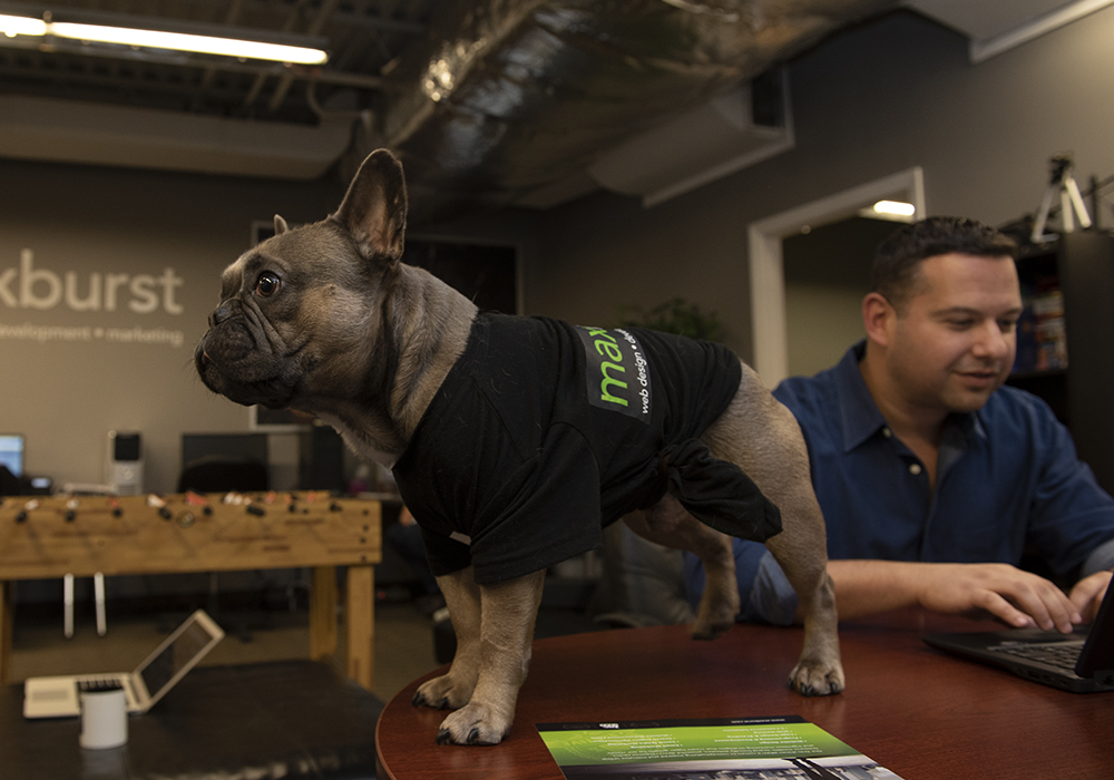 MAXBURST, Inc. | Web Design Company NYC gallery 3