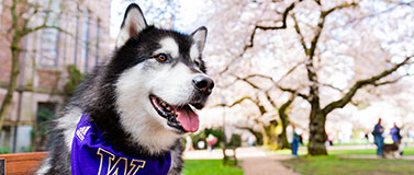University of Washington gallery 1
