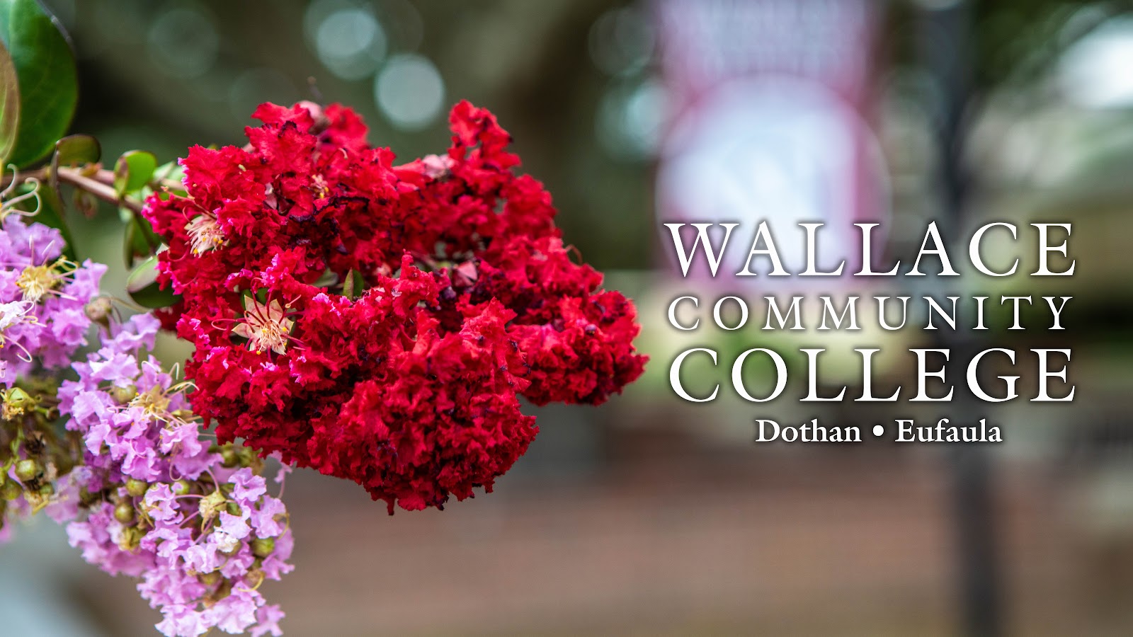Wallace Community College gallery 2