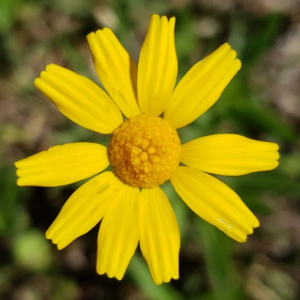 Wildflower Lodge gallery 1