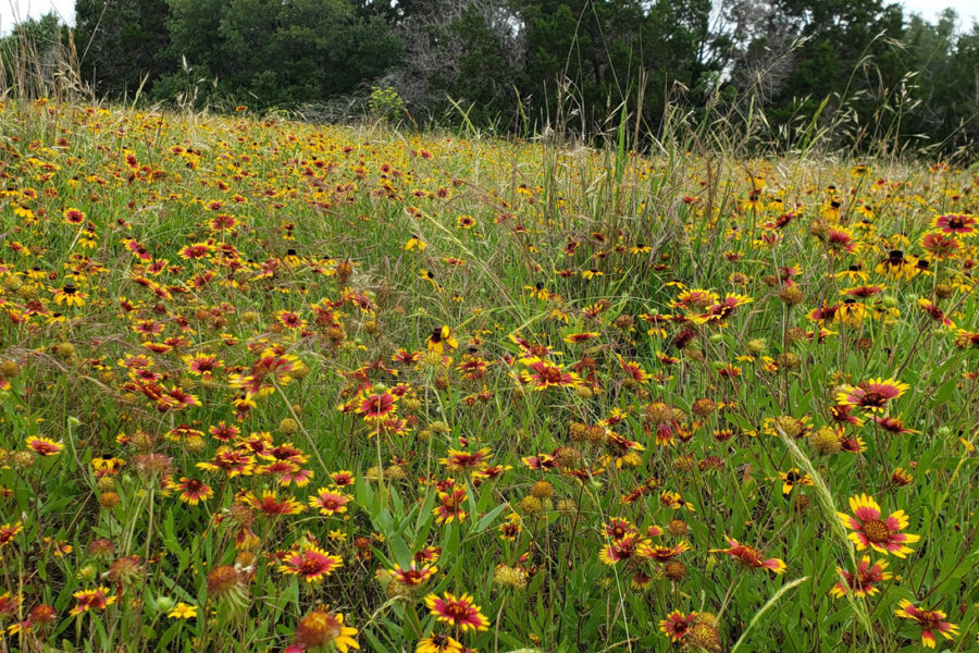 Wildflower Lodge gallery 3