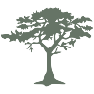 The Cypress of Charlotte